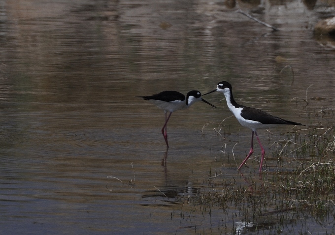 black-necked stilts